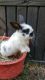 Holland Lop Rabbits for sale in Indian Land, SC 29707, USA. price: NA