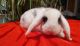 Holland Lop Rabbits for sale in 87115 Hastings Ridge Rd, Dufur, OR 97021, USA. price: $20