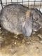 Holland Lop Rabbits for sale in Crowley, TX 76036, USA. price: NA