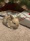 Holland Lop Rabbits for sale in Poway, CA, USA. price: $100