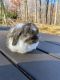 Holland Lop Rabbits for sale in Columbus, NC 28722, USA. price: NA