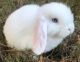 Holland Lop Rabbits for sale in Senoia, GA 30276, USA. price: $50
