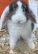 Holland Lop Rabbits for sale in 400 Kings Point Dr, Sunny Isles Beach, FL 33160, USA. price: NA