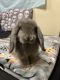 Holland Lop Rabbits for sale in Dubuque, IA, USA. price: NA