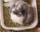 Holland Lop Rabbits for sale in Plano, IL 60545, USA. price: $75