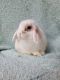 Holland Lop Rabbits for sale in Walnut, CA, USA. price: $60