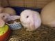 Holland Lop Rabbits for sale in Brooklyn, NY 11214, USA. price: NA