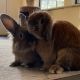 Holland Lop Rabbits for sale in Red Oak, TX, USA. price: NA