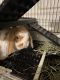 Holland Lop Rabbits for sale in 1499 N 159th Ave, Goodyear, AZ 85395, USA. price: NA