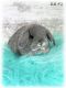Holland Lop Rabbits for sale in South English, IA 52335, USA. price: $150