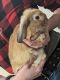 Holland Lop Rabbits for sale in Tempe, AZ, USA. price: NA