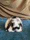 Holland Lop Rabbits for sale in Pulaski, VA 24301, USA. price: NA