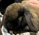 Holland Lop Rabbits for sale in Camano, WA, USA. price: $80