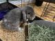 Holland Lop Rabbits for sale in Yorktown, VA 23690, USA. price: NA