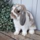 Holland Lop Rabbits for sale in Butler, IN 46721, USA. price: NA