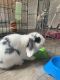 Holland Lop Rabbits for sale in Newport News, VA, USA. price: NA