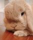 Holland Lop Rabbits for sale in Newark, DE, USA. price: NA