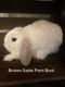 Holland Lop Rabbits for sale in Whittier, CA, USA. price: $100
