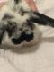 Holland Lop Rabbits for sale in Waco, TX, USA. price: NA