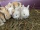 Holland Lop Rabbits for sale in Wrightstown, NJ, USA. price: $120