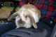 Holland Lop Rabbits for sale in Staten Island, NY, USA. price: NA