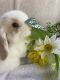 Holland Lop Rabbits for sale in Rocky Point, NC, USA. price: NA