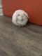 Holland Lop Rabbits for sale in Newark, NJ, USA. price: NA