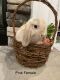 Holland Lop Rabbits for sale in Odessa, FL, USA. price: NA