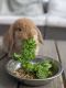 Holland Lop Rabbits for sale in Miramar, FL, USA. price: NA