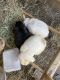 Holland Lop Rabbits for sale in Los Angeles, CA, USA. price: $125