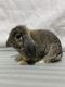 Holland Lop Rabbits for sale in Las Vegas, NV, USA. price: $100