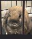 Holland Lop Rabbits for sale in 4022 Hunt Club Dr, Oswego, IL 60543, USA. price: NA
