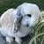 Holland Lop Rabbits for sale in West Hills, Los Angeles, CA, USA. price: $75