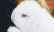 Holland Lop Rabbits for sale in Frederick, MD, USA. price: NA