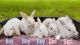 Holland Lop Rabbits for sale in Fayetteville, GA, USA. price: NA