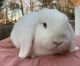 Holland Lop Rabbits for sale in Wake Forest, NC 27587, USA. price: $75