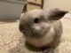 Holland Lop Rabbits for sale in Renton, WA 98058, USA. price: NA