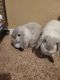 Holland Lop Rabbits for sale in Ozark, MO 65721, USA. price: $20