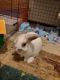 Holland Lop Rabbits for sale in Menomonee Falls, WI 53051, USA. price: $40