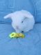 Holland Lop Rabbits for sale in Riverside, CA 92503, USA. price: $180