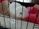 Holland Lop Rabbits for sale in Riverside, CA 92503, USA. price: $275