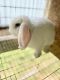 Holland Lop Rabbits for sale in Corbin, KY 40701, USA. price: NA