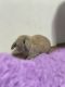 Holland Lop Rabbits for sale in Park Forest, IL, USA. price: $75
