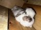 Holland Lop Rabbits for sale in Spartanburg, SC, USA. price: NA