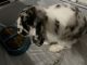 Holland Lop Rabbits for sale in Buffalo, NY, USA. price: NA
