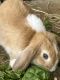 Holland Lop Rabbits for sale in Whittier, CA, USA. price: $50