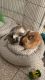 Holland Lop Rabbits for sale in Elmont, NY, USA. price: NA