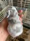 Holland Lop Rabbits for sale in Allenton, WI 53002, USA. price: $100
