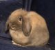 Holland Lop Rabbits for sale in Corpus Christi, TX, USA. price: NA