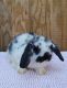 Holland Lop Rabbits for sale in Virginia Beach, VA, USA. price: $90